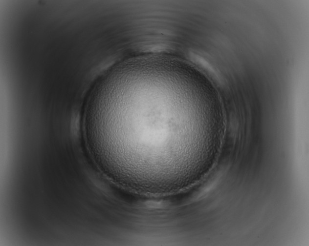 X0000093150394200710031431