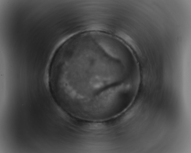X0000093151024200710031424