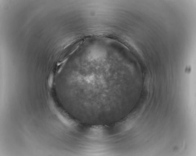 X0000093150076200710241411