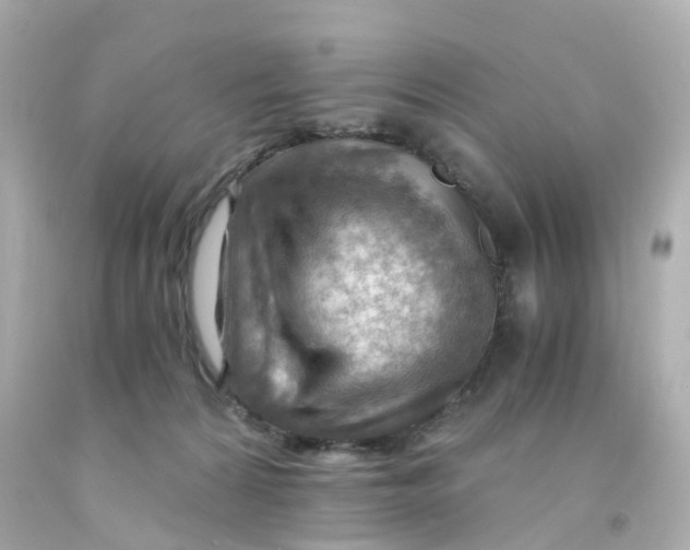 X0000093150224200710241409