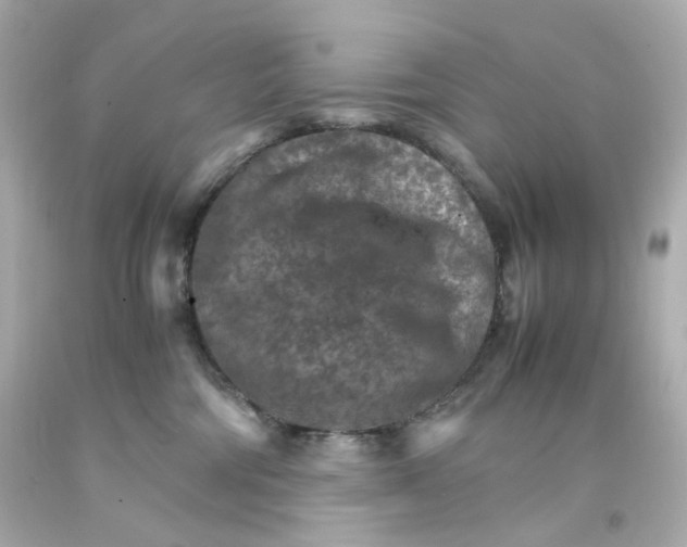 X0000093150330200710241407