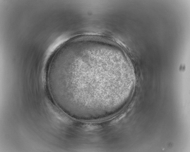 X0000093150343200710241407