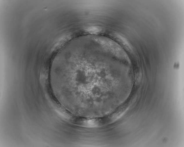 X0000093150365200710241407