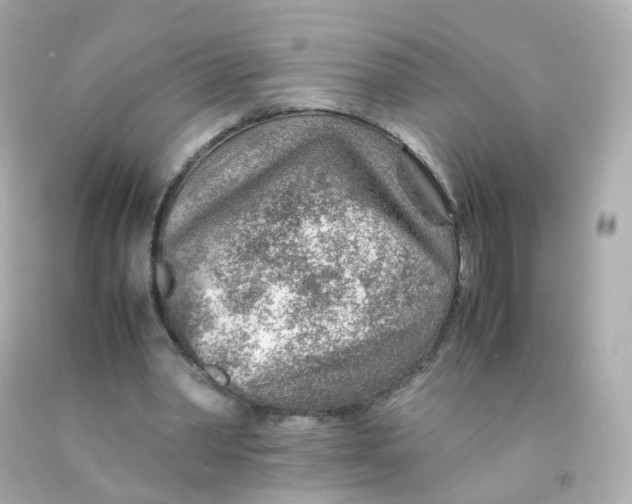 X0000093150390200710241407