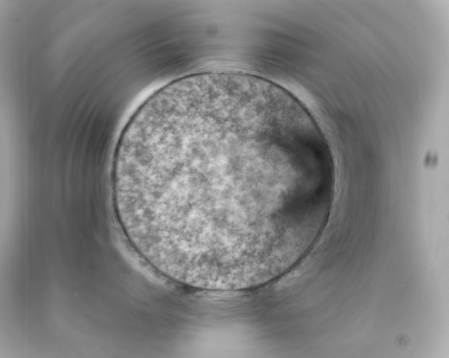 X0000093150864200710241401