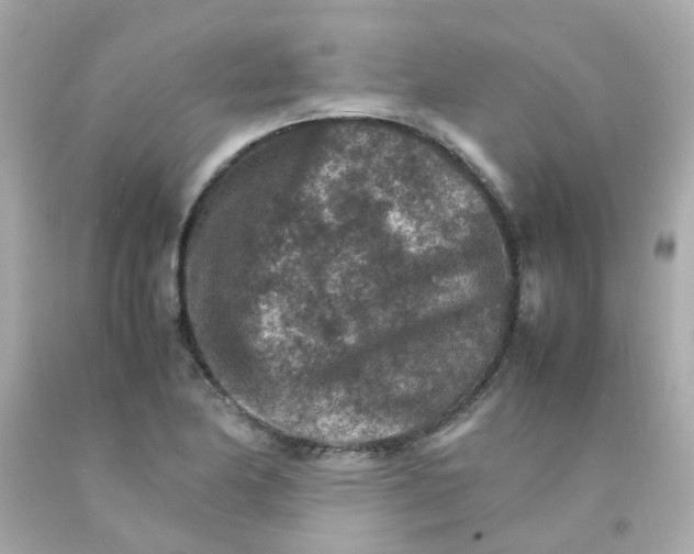 X0000093151174200710241356