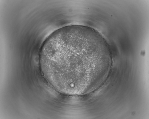 X0000093151266200710241355