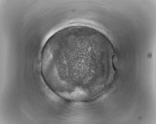 X0000093151522200710241352