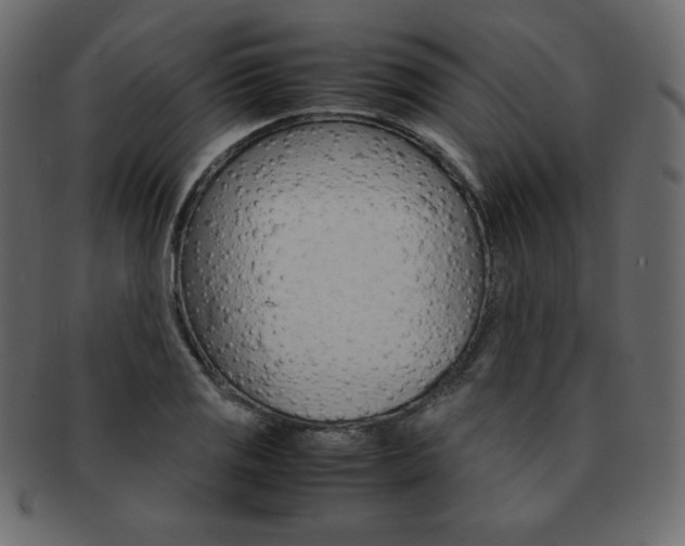 X0000093161125200709261030