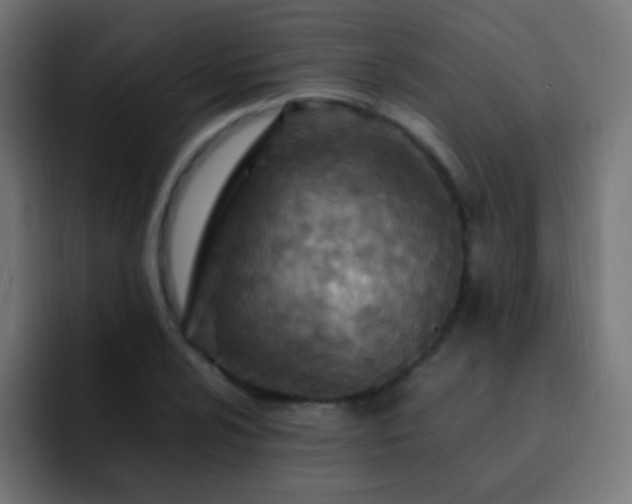 X0000093161024200710031442