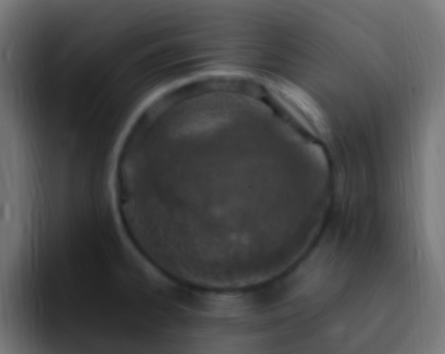 X0000093161334200710031439