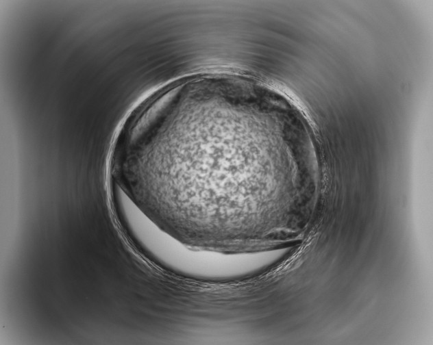 X0000093161128200710171205