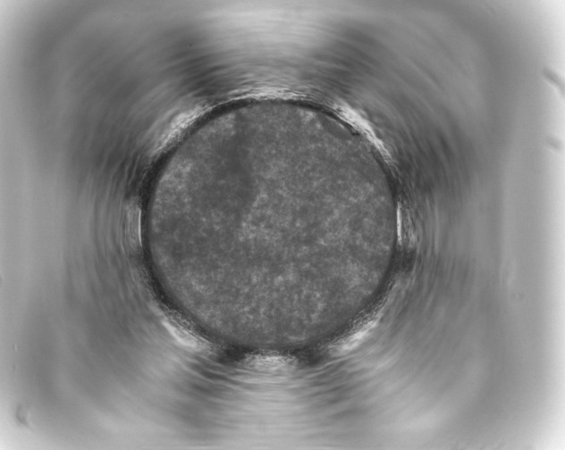 X0000093160205200710241026