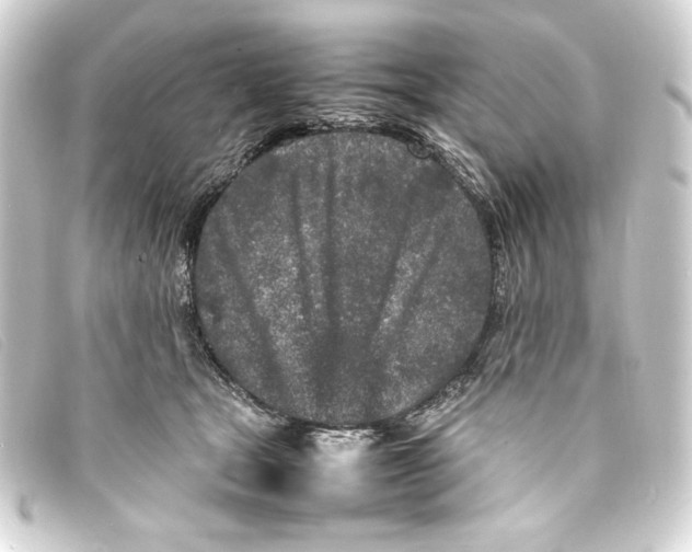 X0000093160465200710241023