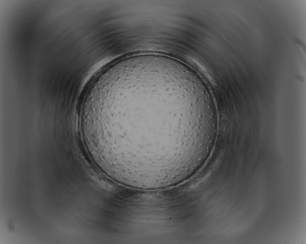 X0000093171125200709261050
