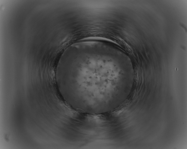 X0000093170523200709261531