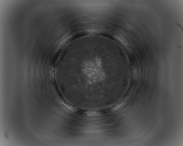 X0000093170766200709261528