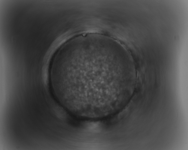 X0000093170247200710031509