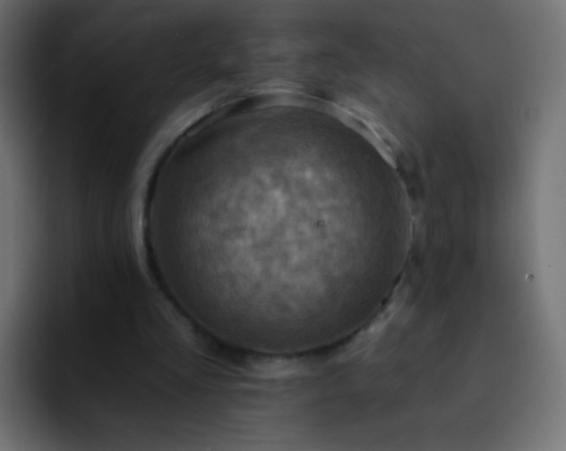 X0000093170293200710031509
