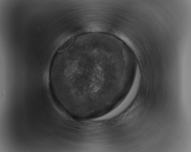 X0000093170438200710031506