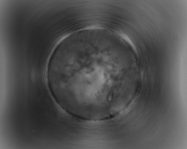 X0000093171087200710031459