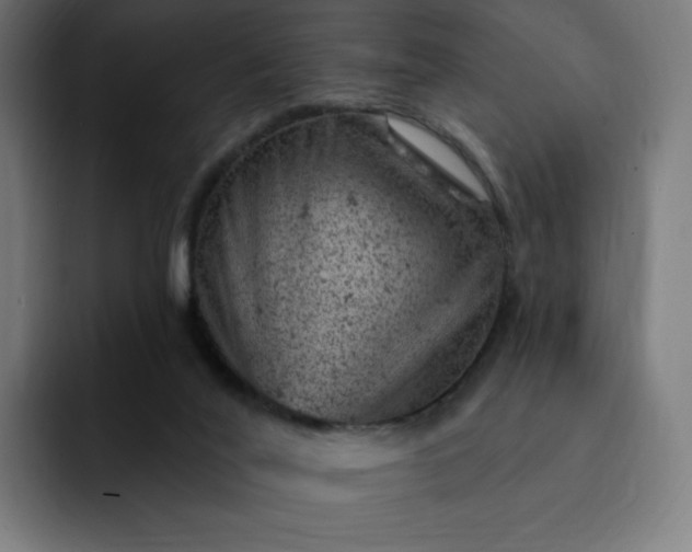 X0000093170020200710101221