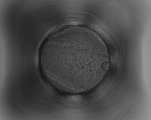 X0000093170304200710101217
