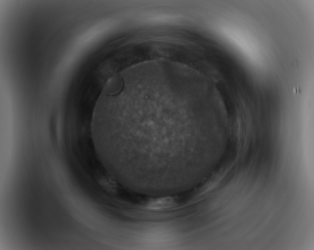 X0000093170382200710101217