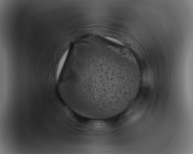 X0000093170424200710101216