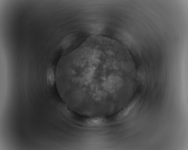X0000093170479200710101216
