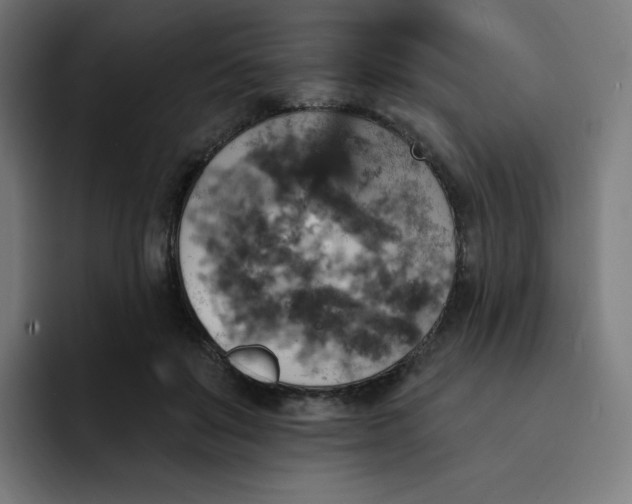 X0000093170503200710101215