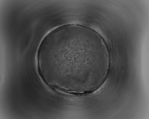 X0000093171032200710101208