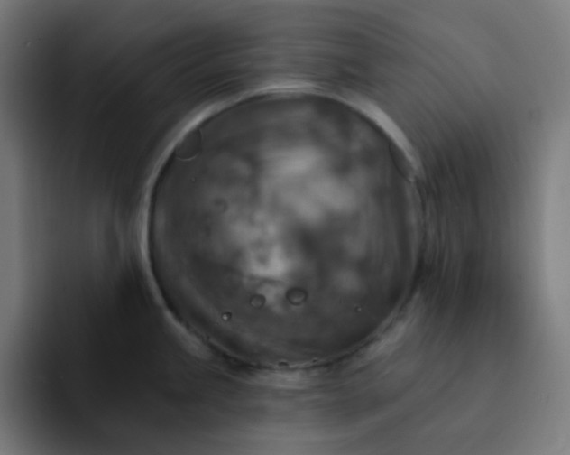 X0000093171245200710101206
