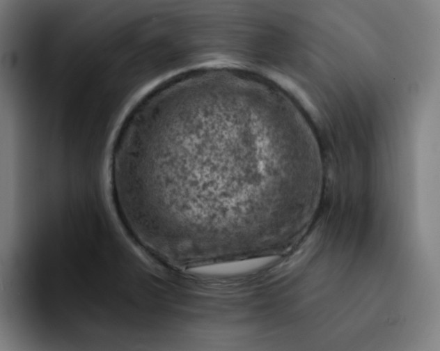X0000093171375200710101204