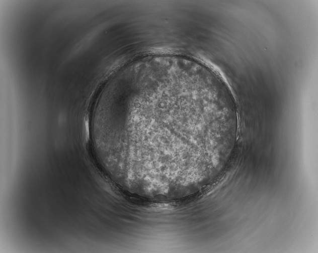 X0000093170061200710171235