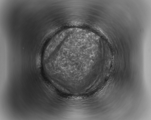 X0000093170640200710171229