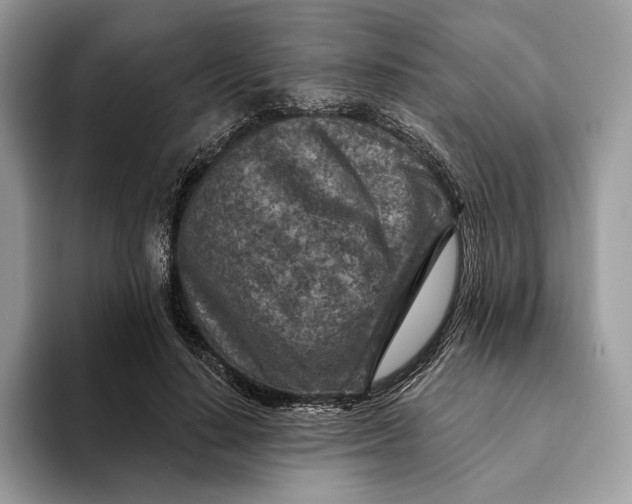 X0000093170644200710171229