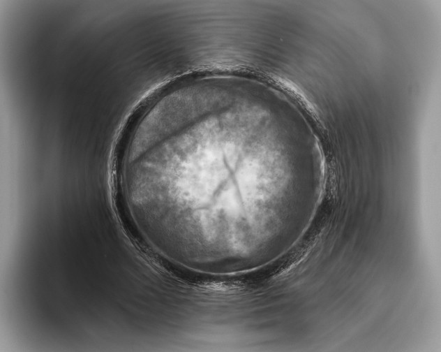 X0000093170680200710171228