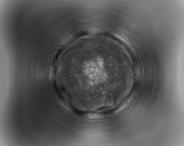 X0000093170766200710171228