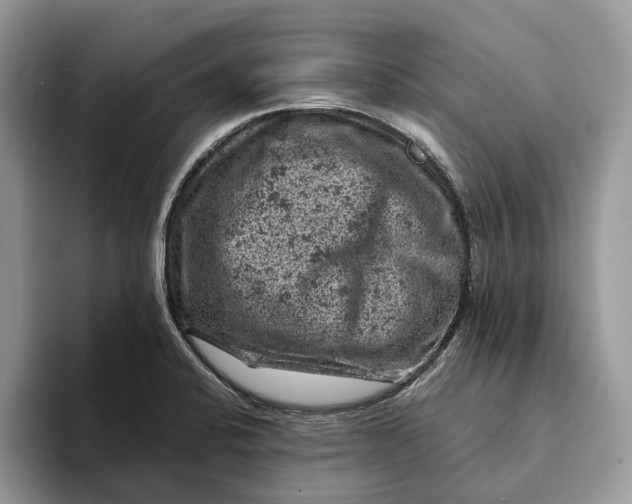 X0000093171424200710171220