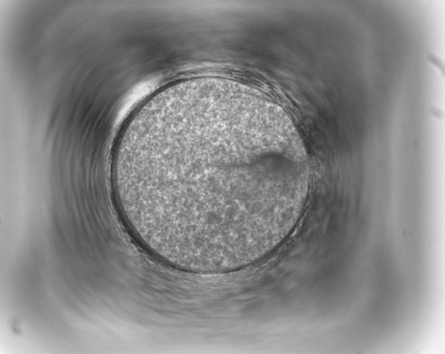 X0000093170006200710241049