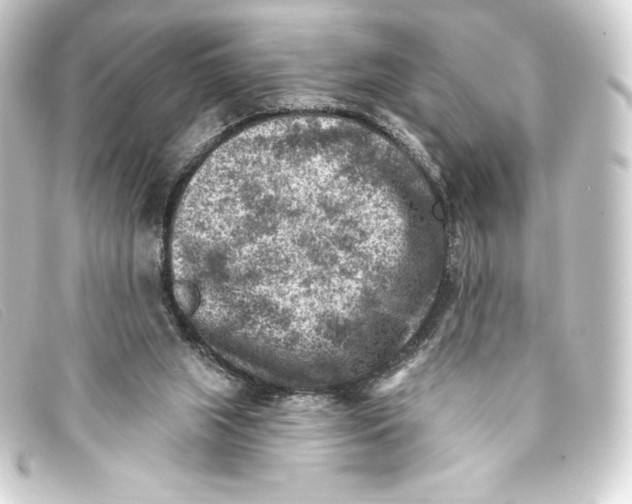 X0000093170063200710241048