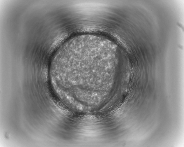 X0000093170640200710241040