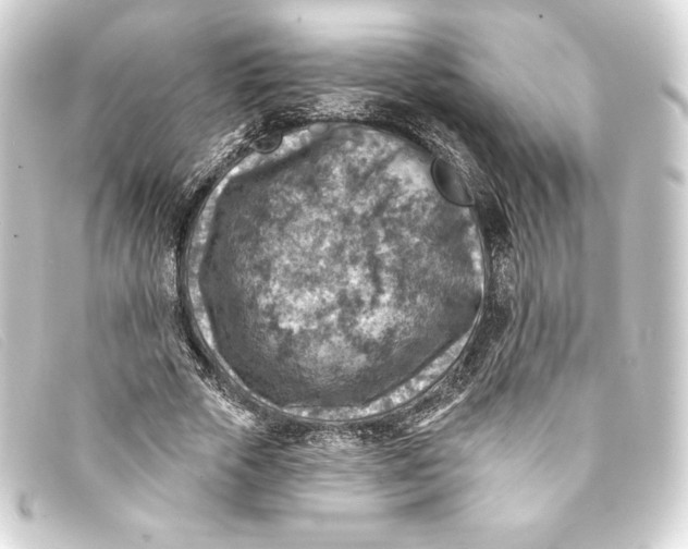 X0000093170729200710241039