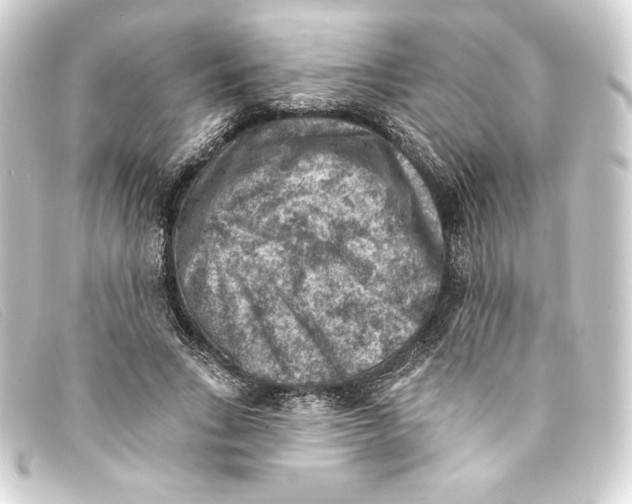 X0000093170735200710241039