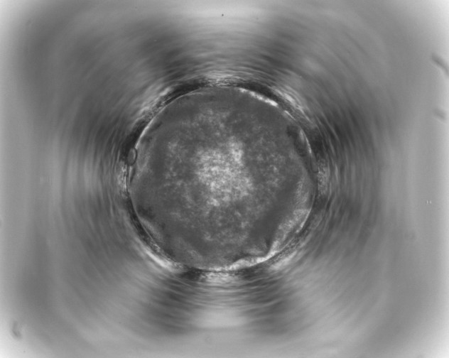 X0000093170766200710241039