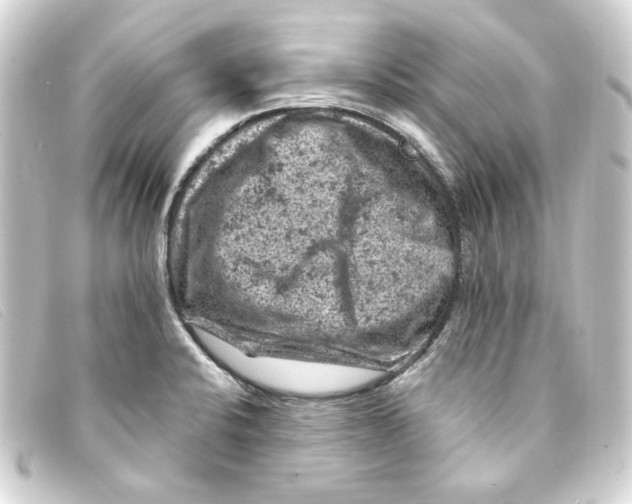 X0000093171424200710241030