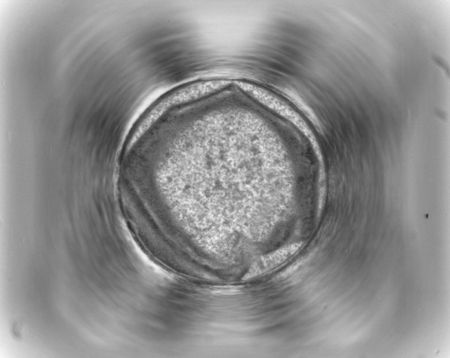 X0000093171484200710241029