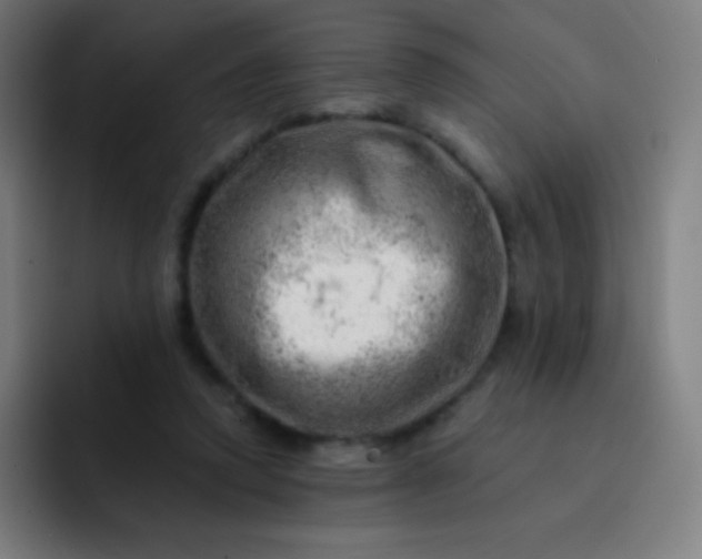 X0000093210354200710101331