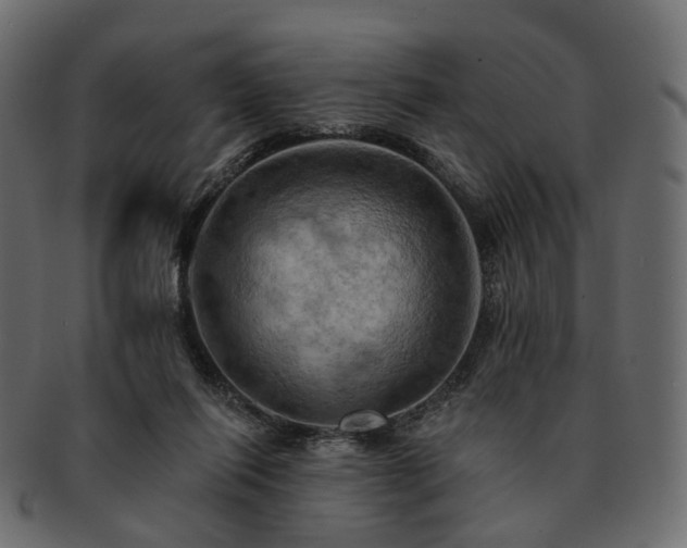 X0000093220262200710031445